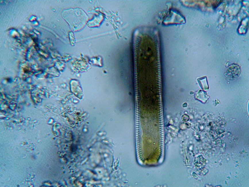 Mikroorganismen und Bodenlebewesen unter dem Mikroskop