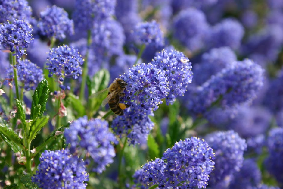 Phacelia als Gründüngung auf einem Kleingartenbeet